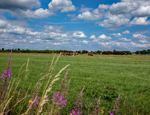 Camping Bij Groen Geluk in Hekendorp