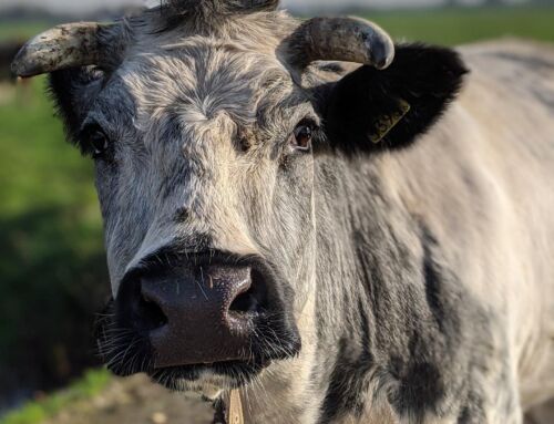 Bedstay41, overnachten dichtbij Oudewater